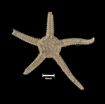 Media type: image;   Invertebrate Zoology OPH-4120 Description: Top down view of single ophiuroid specimen with a scale bar.;  Aspect: dorsal
